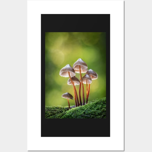 Clustered Bonnet mushrooms Wall Art by TonyNorth